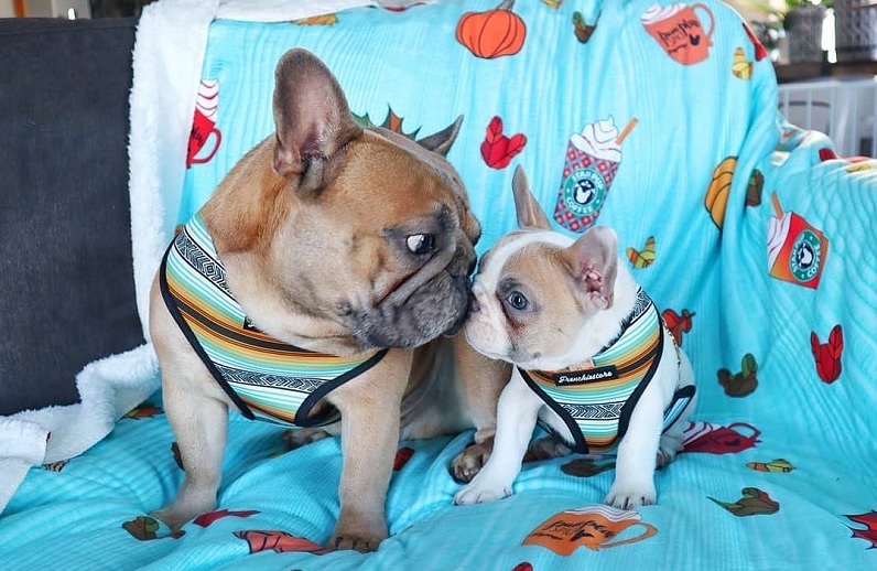 Learn More About French Bulldog