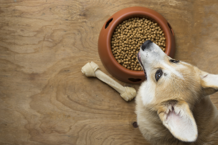 Features Of Good Dog Food That All Pet Owners Should Know