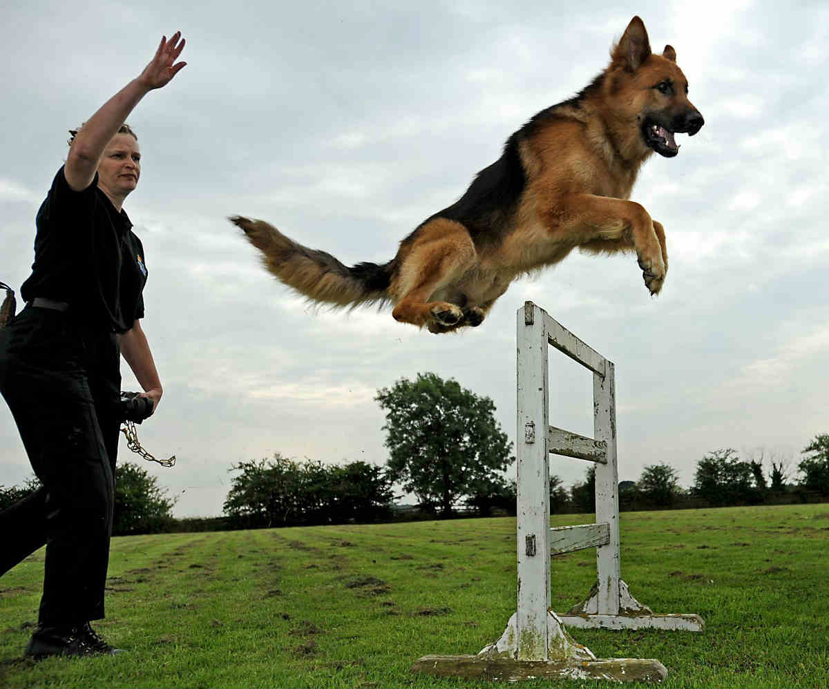 5 Reasons to Hire a Dog Trainer for Your German Shepherd