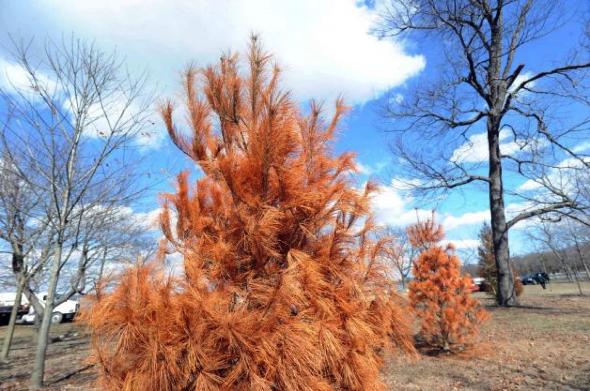 Dying Trees: 4 Potential Culprits