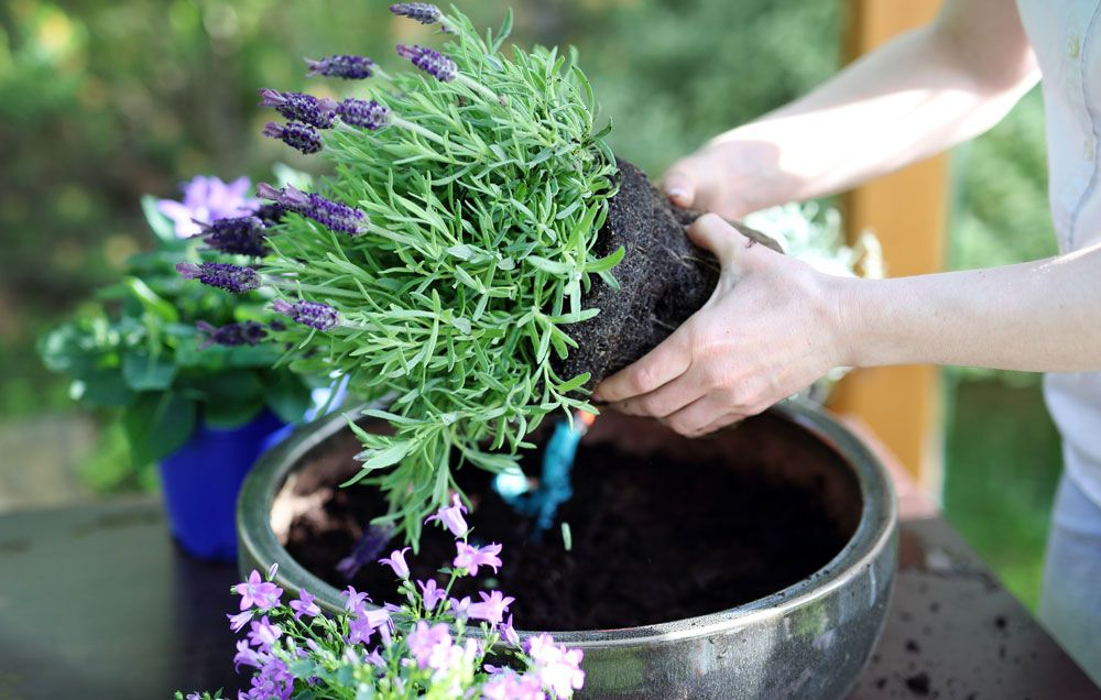 WHY DO WE NEED NURSERY PLANTERS?