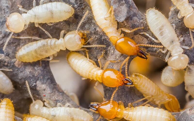 Termites in Singapore: Frequently Asked Questions Unveiled