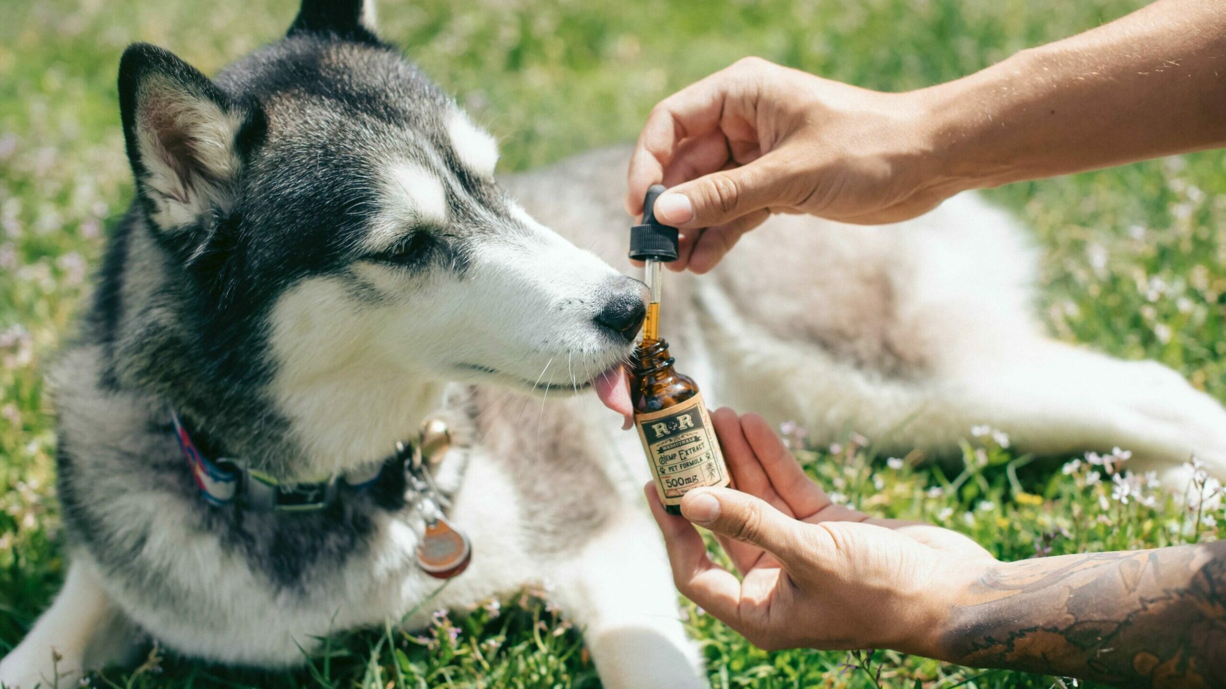 Use the best-in-class CBD for dogs and improve your pet’s overall health 